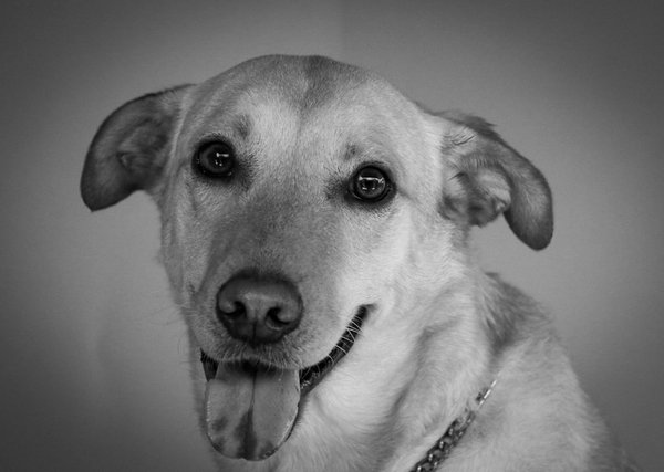 Pasapattesentrechienetvous