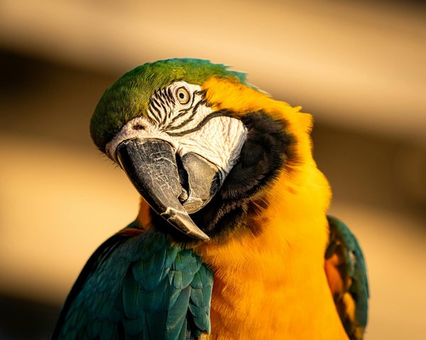 10 conseils incontournables pour maintenir votre chien en santé