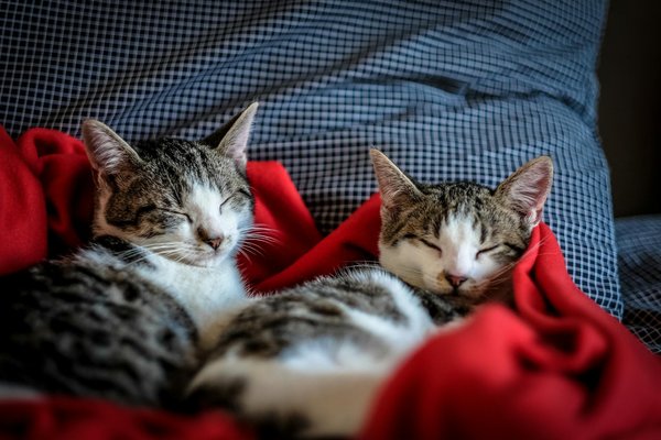 Quelle litière pour les chats d'intérieur vs les chats d'extérieur?