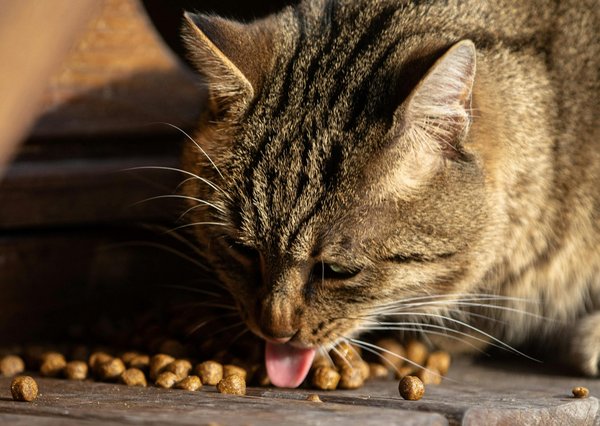 Comment bien choisir ses croquettes pour chats : guide pratique et conseils d'expert